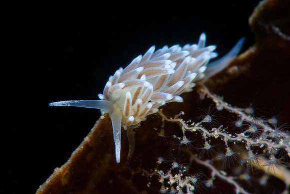 Cuthonella concinna