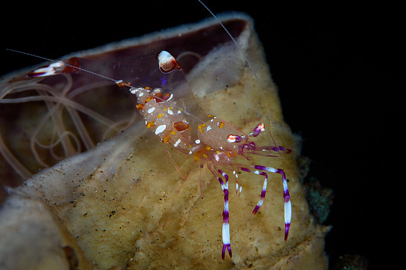 Tulamben