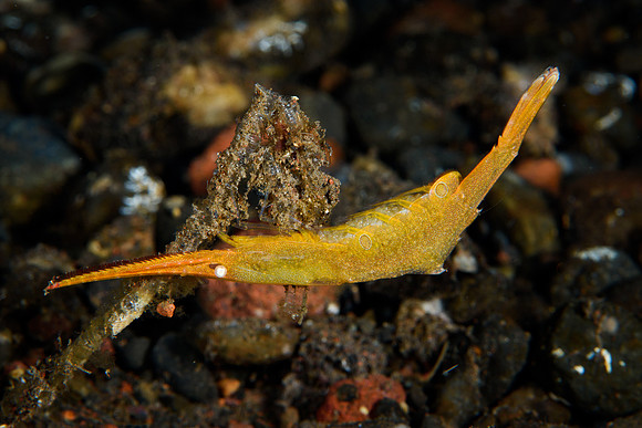 Tulamben