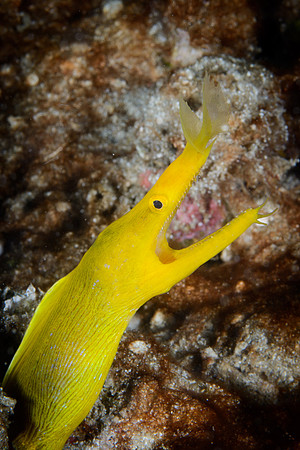 Lombok, Seahorse Bay