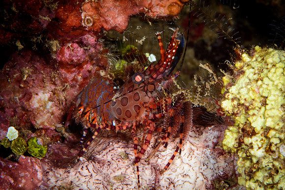 Bali, Lovina House Reef Night Dive