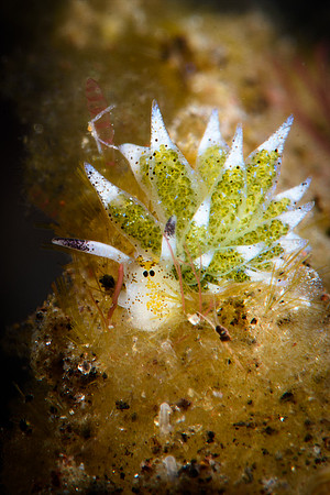 Tulamben