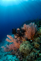 Gili Islands, Halik Reef