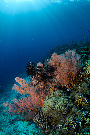 Gili Islands, Halik Reef