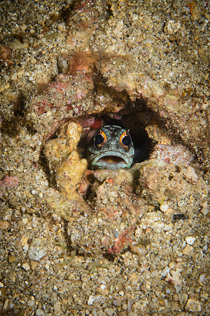 Bali, Lovina House Reef Night Dive