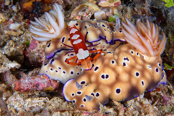 Emperor shrimp on Tyron's Nudibranch, Bangka Island, North Sulawesi, Indonesia 2024