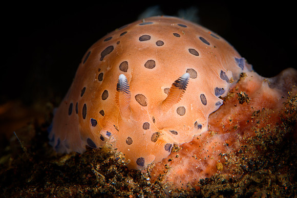 Tulamben