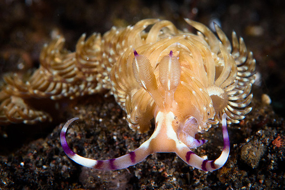 Tulamben