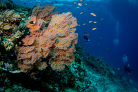 Gili Islands, Halik Reef