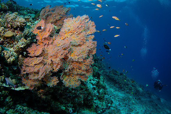 Gili Islands, Halik Reef