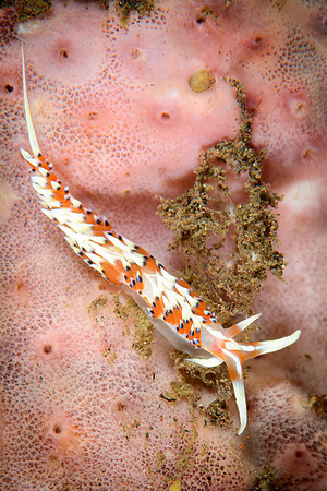 Bali, Tulamben