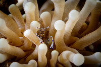 Lombok, Seahorse Bay