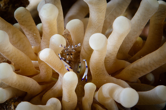 Lombok, Seahorse Bay