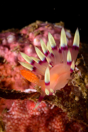Bali, Tulamben