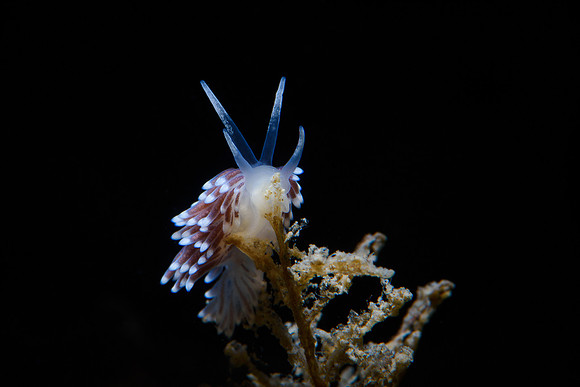 Cuthonella concinna