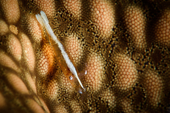 Tulamben