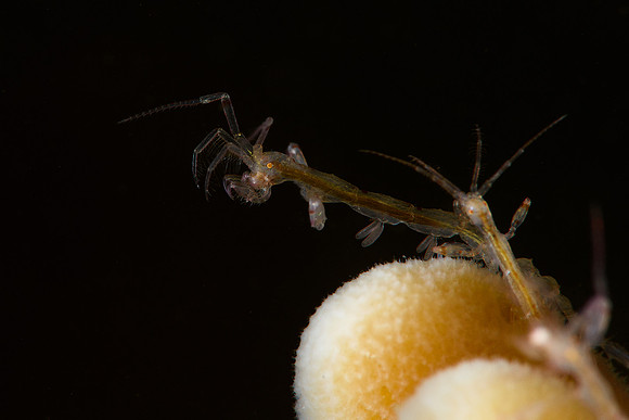 Skelenton Shrimp