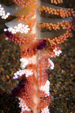 Tulamben