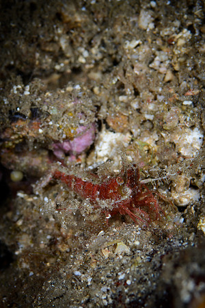 Bali, Lovina House Reef Night Dive