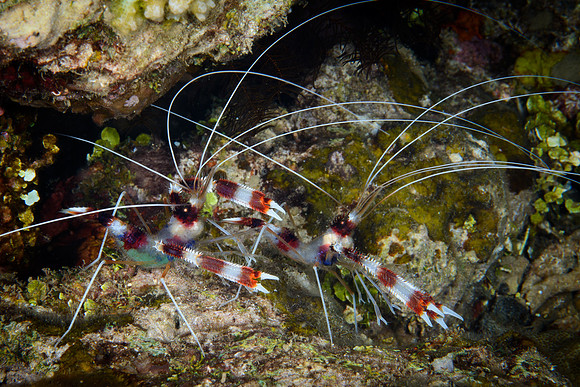Bali, Lovina House Reef Night Dive