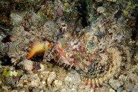 Lombok, Seahorse Bay