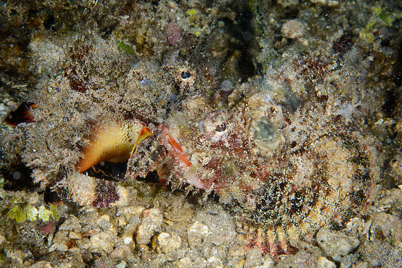 Lombok, Seahorse Bay