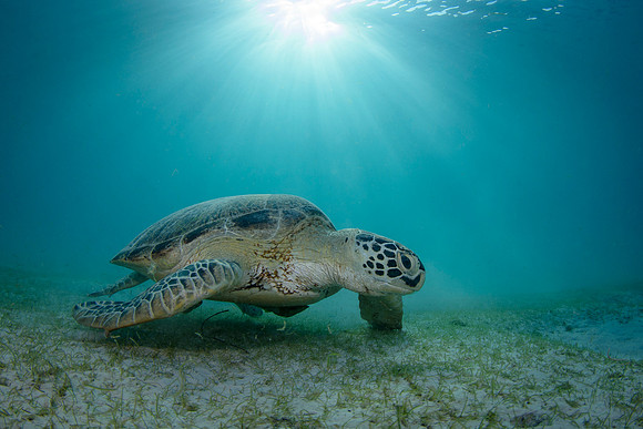 Green Turtle, snorkel Perhentian Island, Malaysia 2025