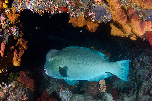 Tulamben