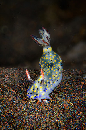 Bali, Tulamben