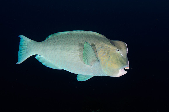 Bali, Tulamben