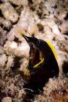 Lombok, Seahorse Bay