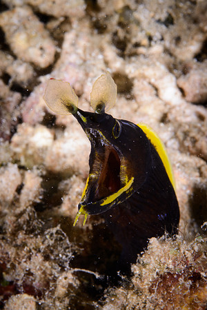 Lombok, Seahorse Bay