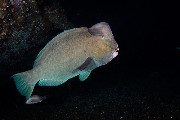 Bali, Tulamben