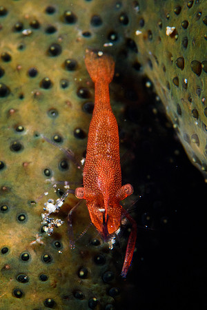 Tulamben