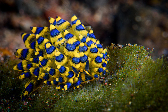 Tulamben