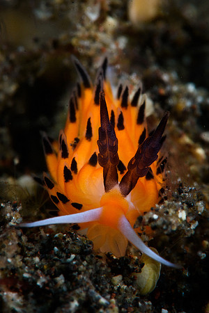 Tulamben