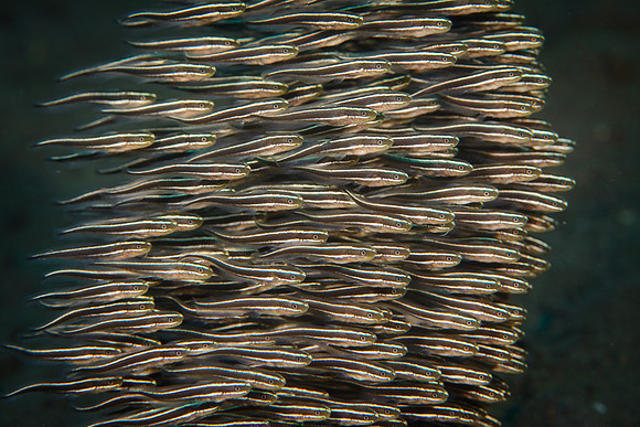 Bali, Tulamben