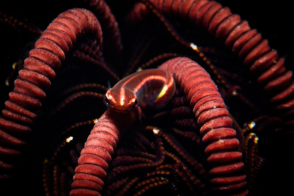 Tulamben