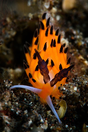 Tulamben