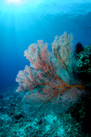Gili Islands, Halik Reef
