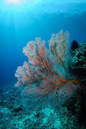 Gili Islands, Halik Reef