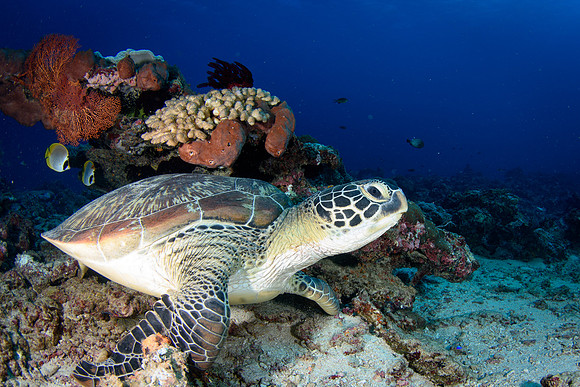 Shark Point - Gili Islands