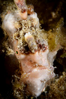 Lombok, Seahorse Bay