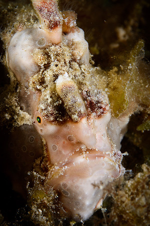 Lombok, Seahorse Bay