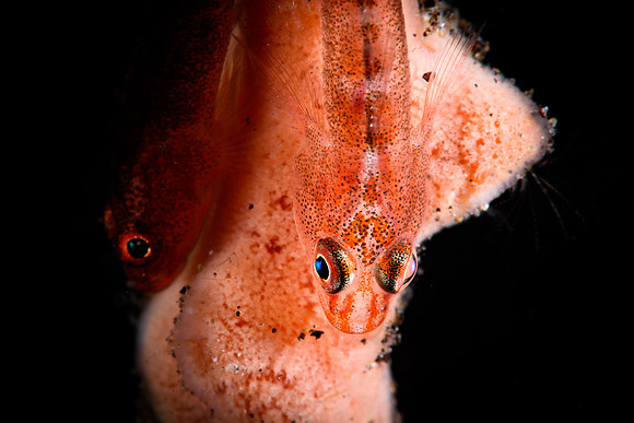 Tulamben