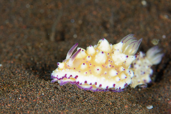 Bali, Tulamben