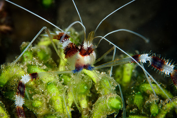 Seahorse Bay, Lombok