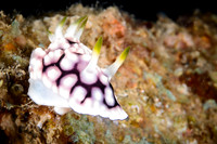 Lombok, Seahorse Bay