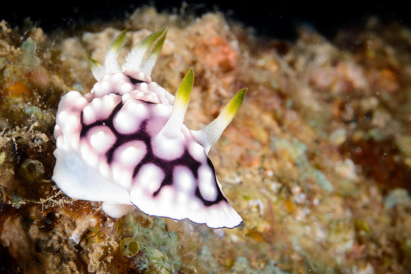 Lombok, Seahorse Bay