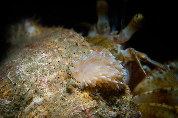 Cuthona nana on Hermit Crab